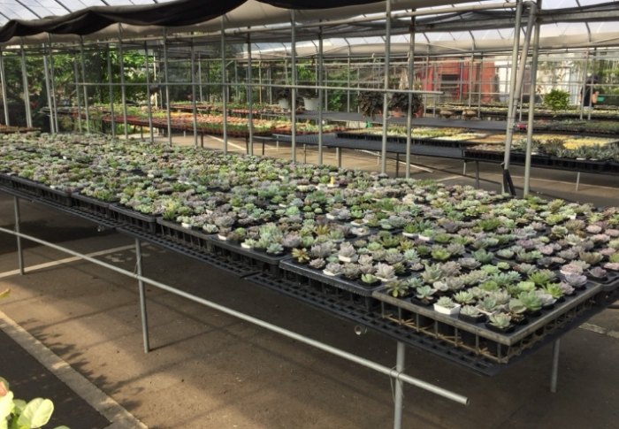 多肉植物黃葉原因