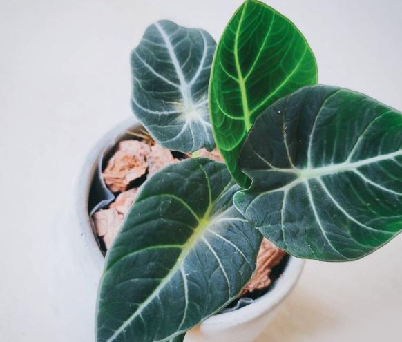 觀音蓮種植方法