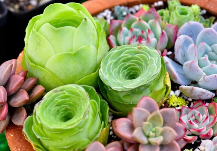 多肉植物黃葉原因