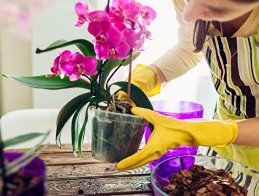 蘭花肥料選擇