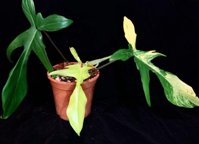 蔓綠絨植物養護