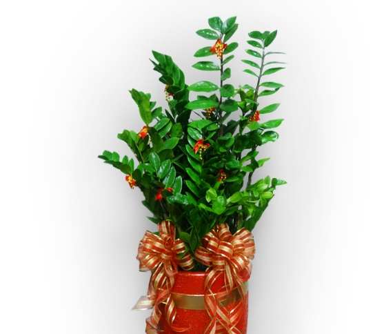 金錢樹換土時機