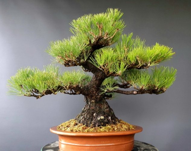 如何消滅松樹介殼蟲