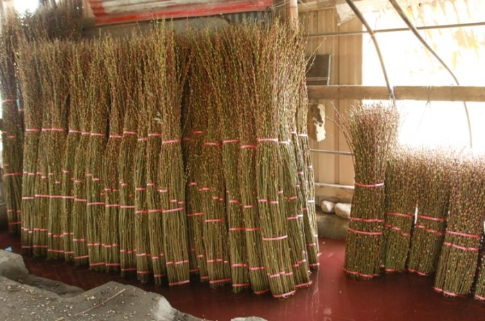 銀柳盆栽出葉技巧