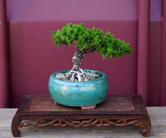 珍珠柏光照需求 珍珠柏光照需求