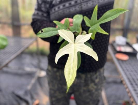 斑葉龍爪蔓綠絨照顧