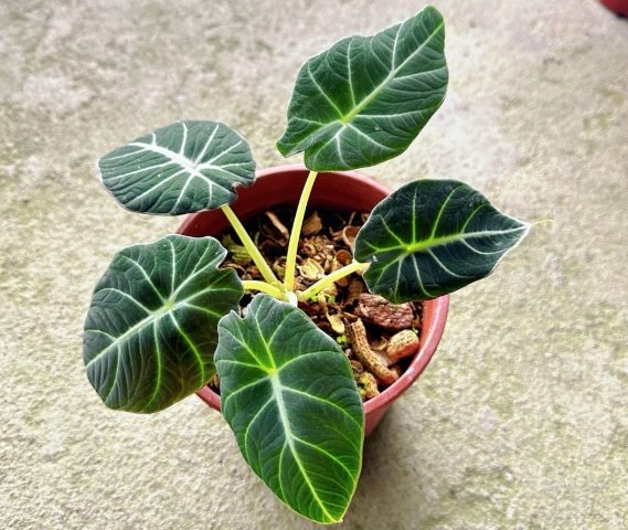 黑絲絨觀音蓮養護