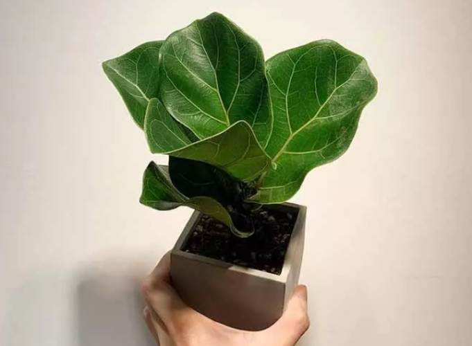 室內植物葉片光澤