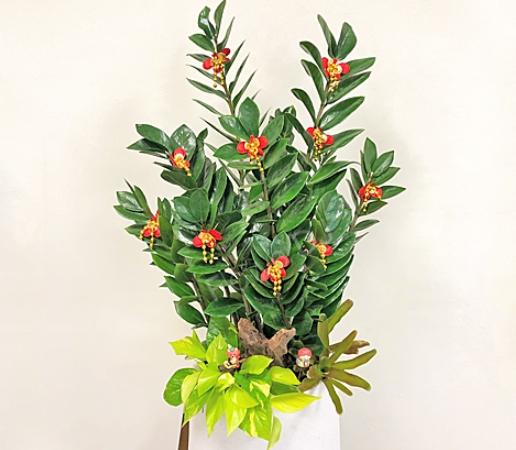 金錢樹養護技巧