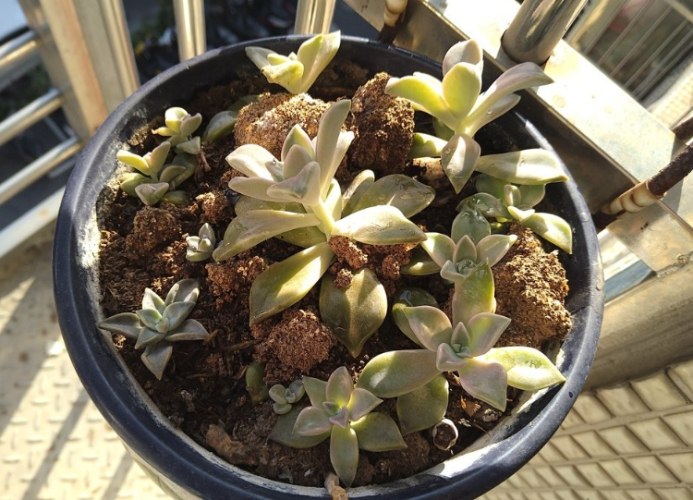 石蓮花養殖方法