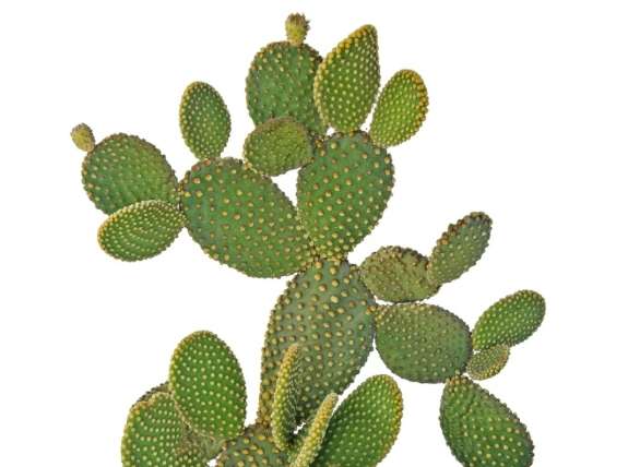 仙人掌養護技巧