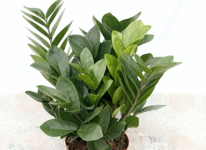 金钱树户外种植