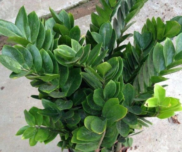 金钱树室外养护