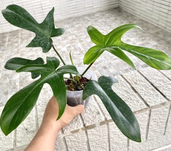 蔓綠絨植物養護