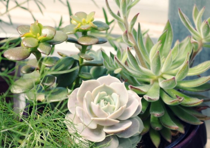 植物葉片脫落處理 植物葉片脫落處理