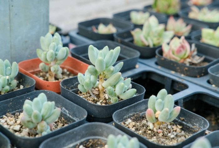 多肉植物軟趴趴處理