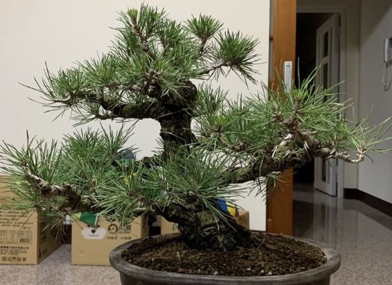 黑松樹種植 黑松樹種植