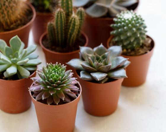 多肉植物養護