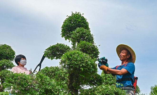 木質化修剪步驟