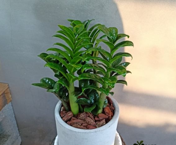 金錢樹風水擺放