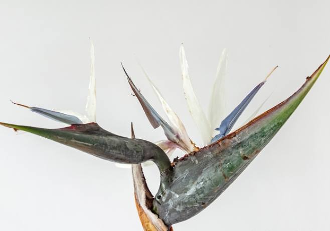 天堂鳥養護方法