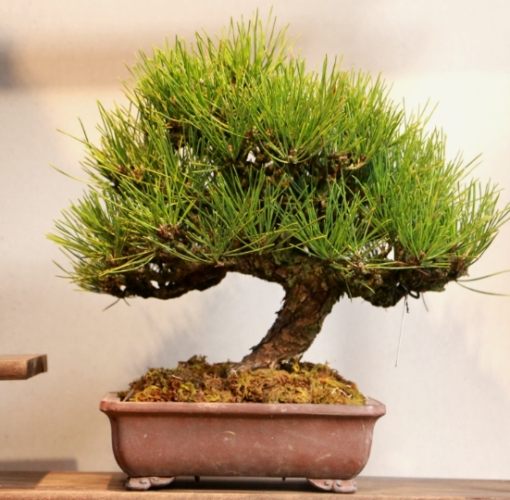 黑松樹種植 黑松樹種植