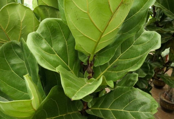 室內植物發霉防治 室內植物發霉防治