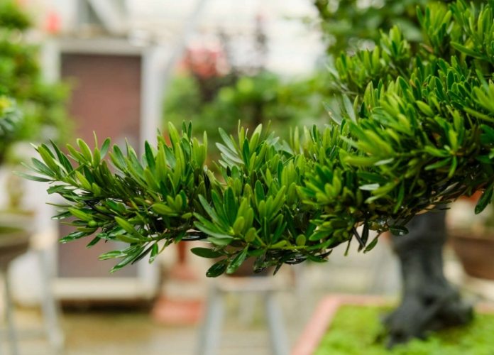 罗汉松修剪技巧