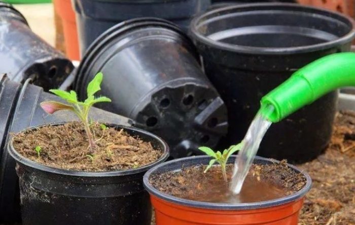 植物澿水飲用水