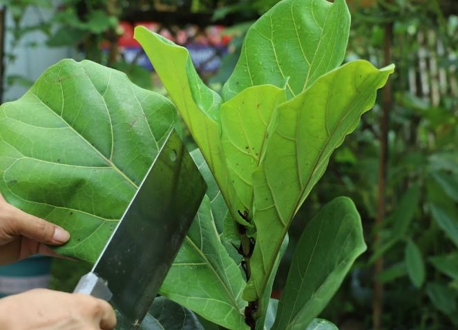 室內植物發霉防治 室內植物發霉防治