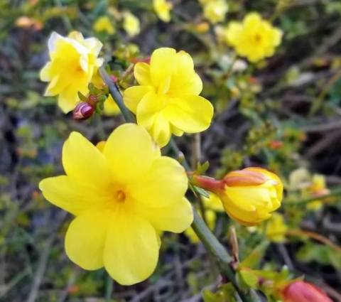 六瓣花種類 六瓣花種類