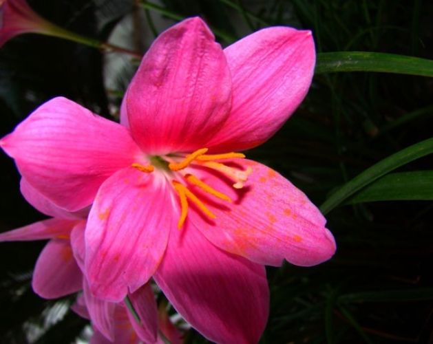 六瓣花種類 六瓣花種類