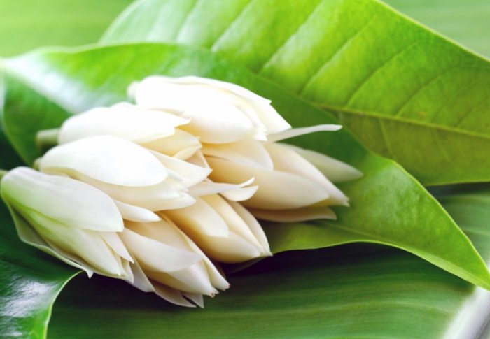 玉蘭花栽培技巧