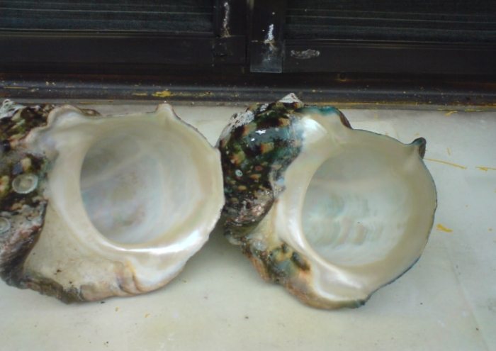 夜光貝 進口規定