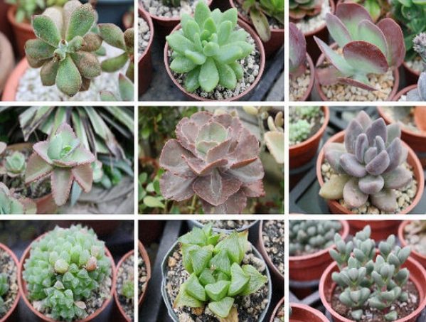 多肉植物照顧技巧