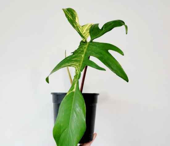 室內植物照顧技巧