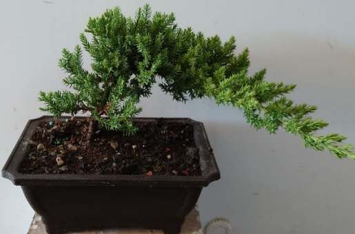 珍珠柏光照需求 珍珠柏光照需求