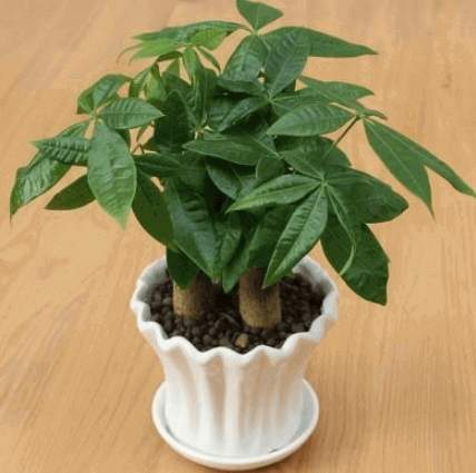 金錢樹土壤選擇