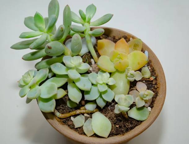多肉植物養護