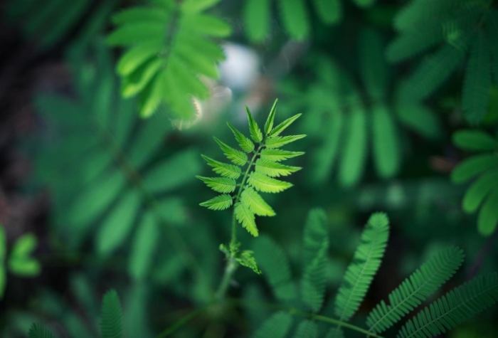 瑪麗安妮姬評價