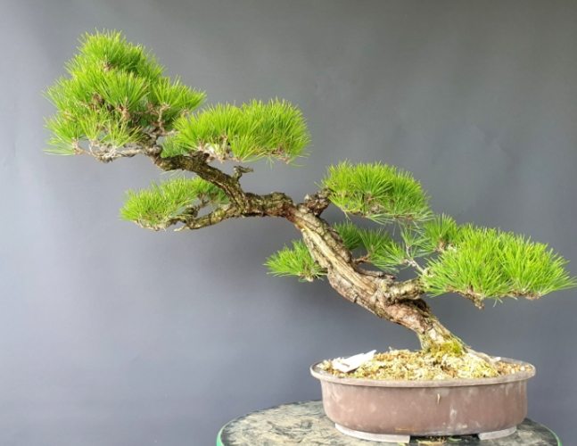 黑松樹養護 黑松樹養護