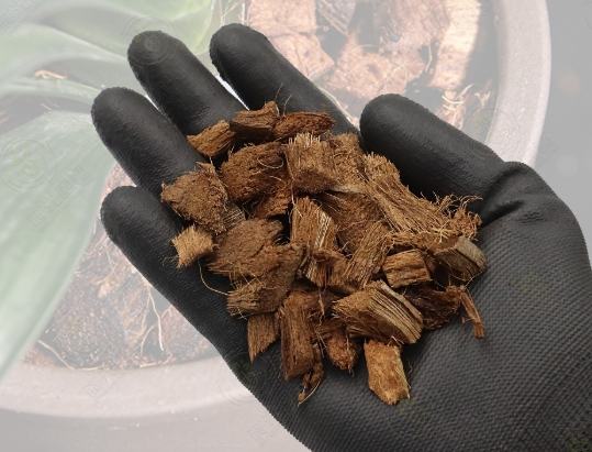 椰塊養蘭花方法