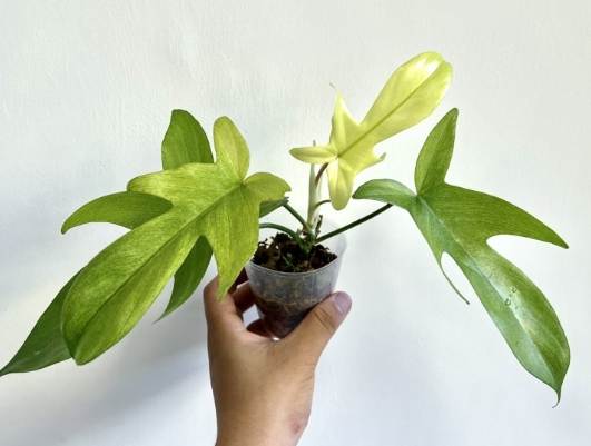 斑葉龍爪蔓綠絨價格