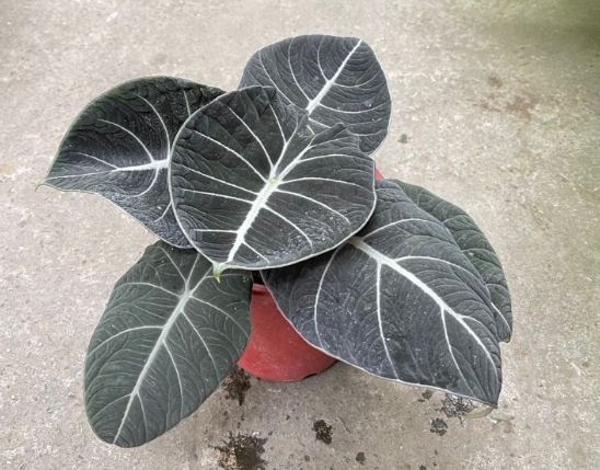 黑絲絨觀音蓮養護