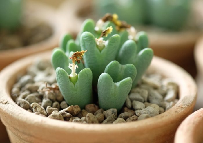 多肉植物黃葉原因