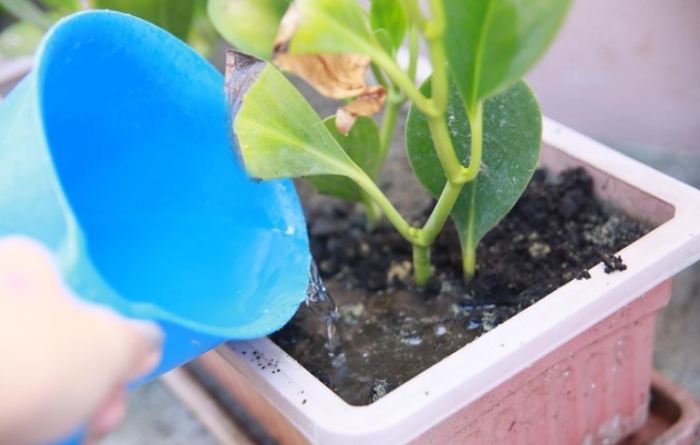 植物澆水過多處理