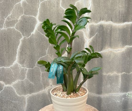 金钱树抢救方法