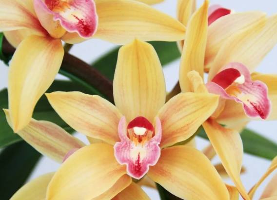 蘭花花苞不開花原因