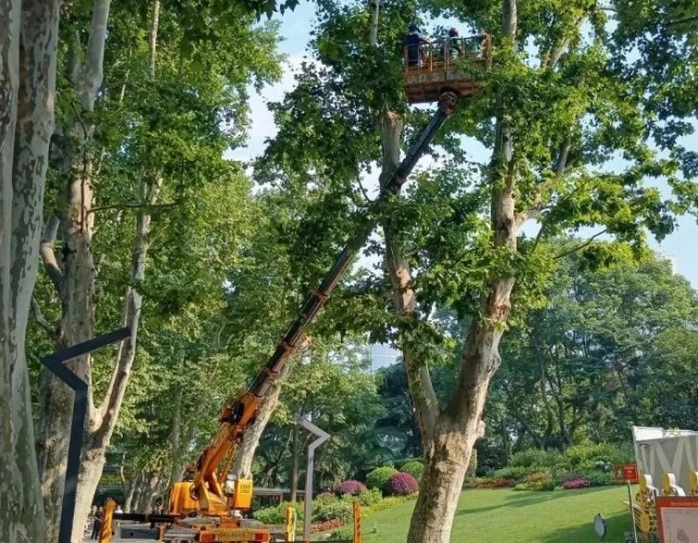 木質化修剪好處