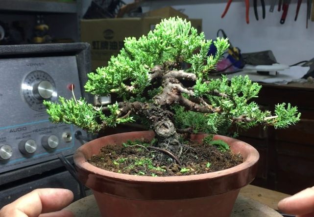 珍珠柏澆水注意事項